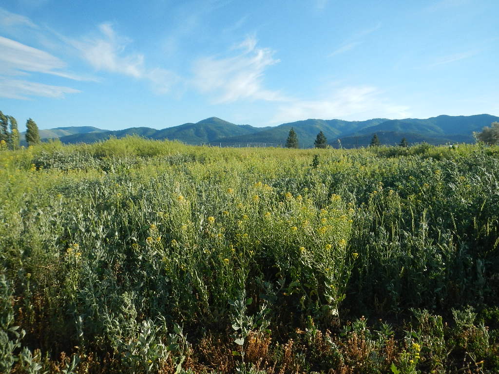 montana pasture with mountain views montana pasture with mountain views