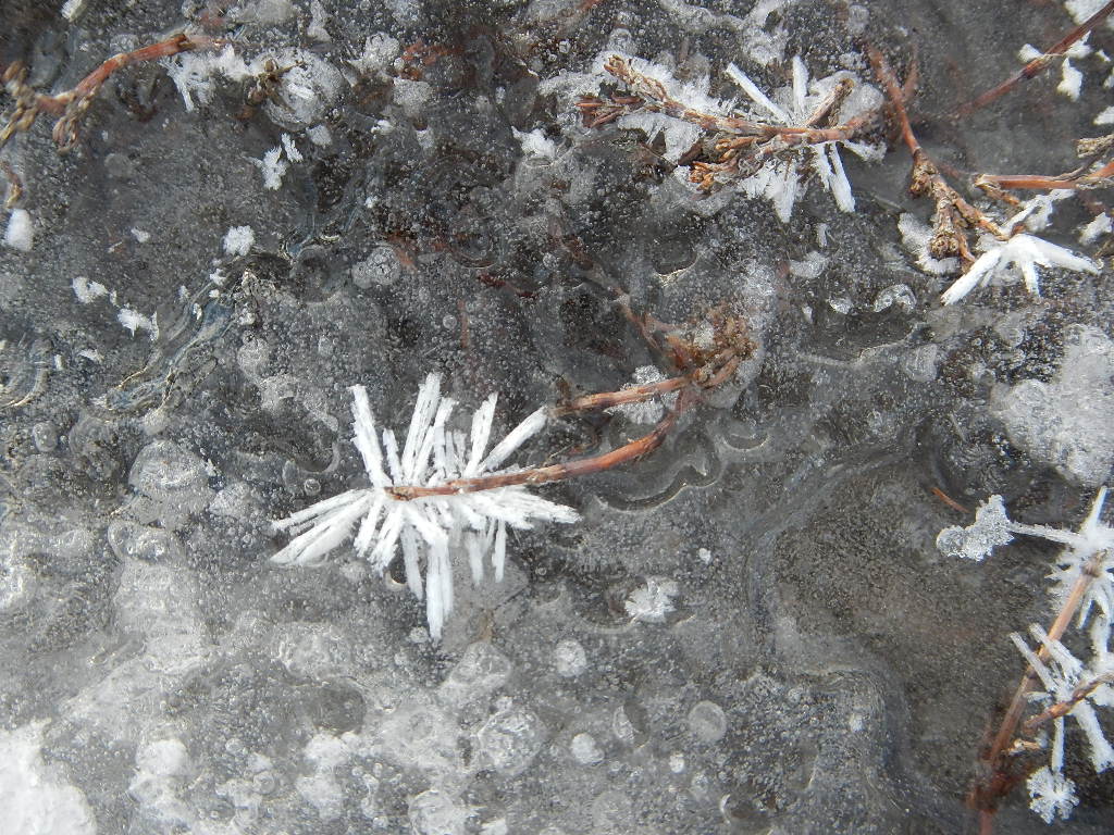 hoar frost flowers winter in montana hoar frost flowers winter in montana