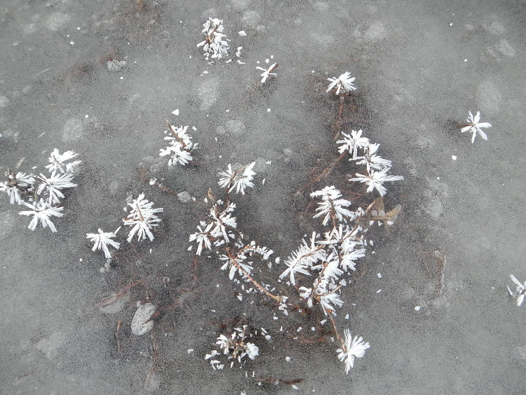 hoar frost flowers winter in montana hoar frost flowers winter in montana