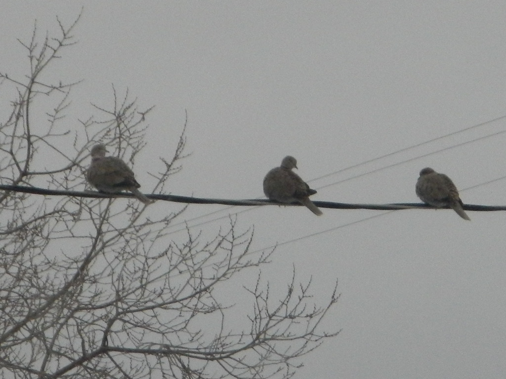 Eurasian collard doves on power line winter bird watching montana Eurasian collard doves on power line winter bird watching montana