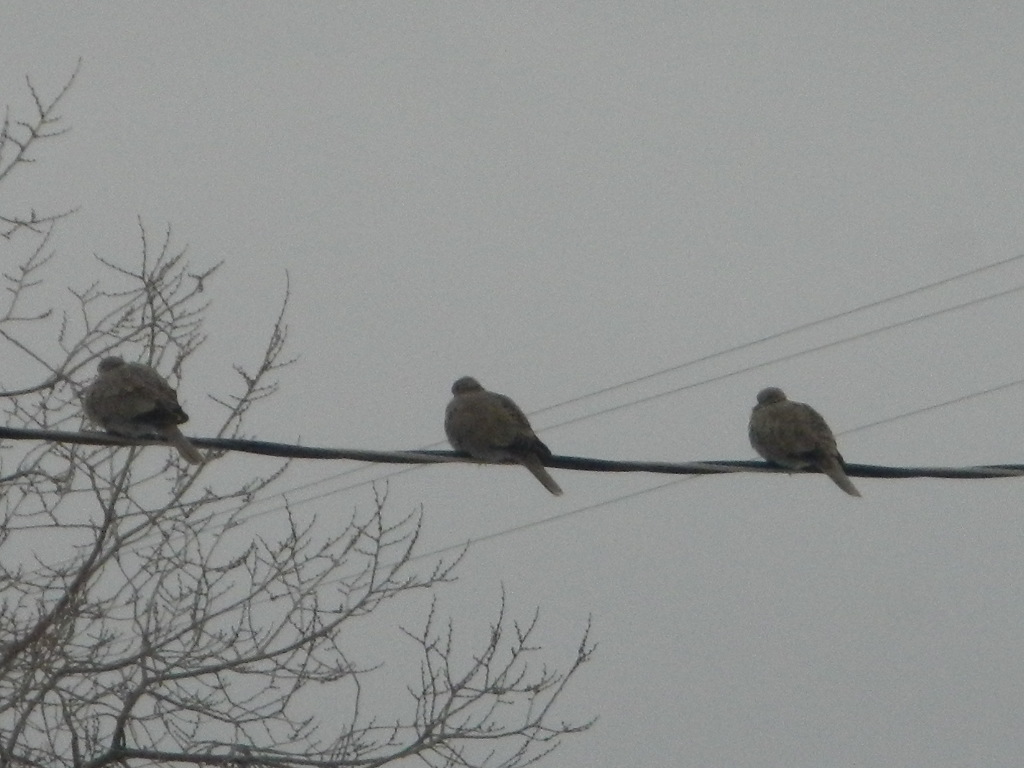 Eurasina collard dove in winter bird watching montana Eruasian collard doves on power line winter bird watching montana
