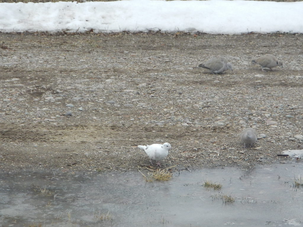 white albino dove winter bird watching in montana white albino dove winter bird watching in montana
