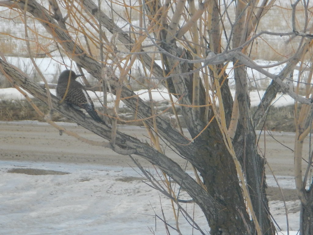 common flicker winter bird watching in montana common flicker winter bird watching in montana