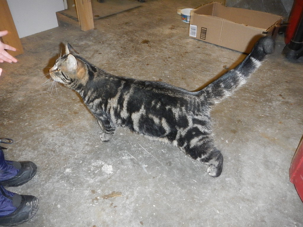 new outdoor mouser cat on the homestead new outdoor mouser cat on the homestead