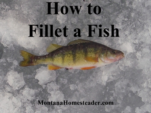 How to Fillet a Fish