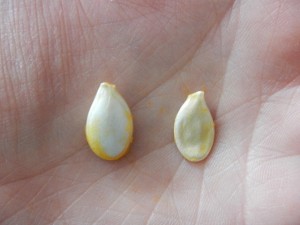 how to know which heirloom vegetable seeds to save how to know which heirloom vegetable seeds to save