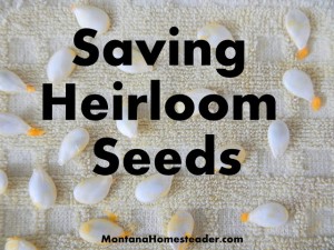 Saving Heirloom Seeds For Vegetable Gardening Saving Heirloom Seeds For Vegetable Gardening