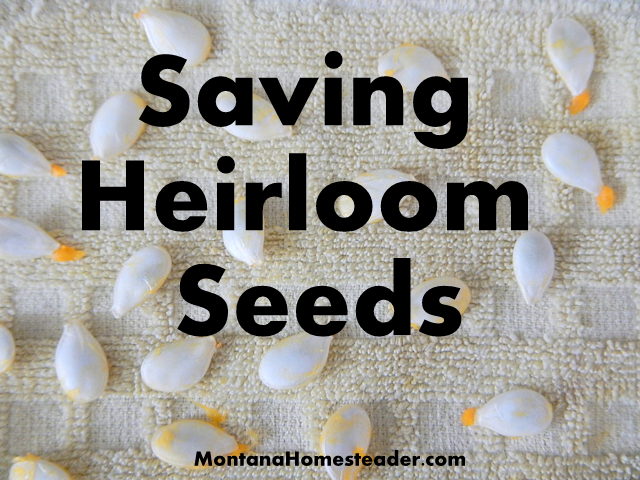 Saving Heirloom Seeds