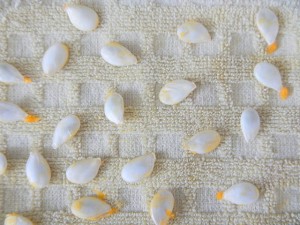 how to save and dry heirloom vegetable garden seeds how to save and dry heirloom and vegetable garden seeds