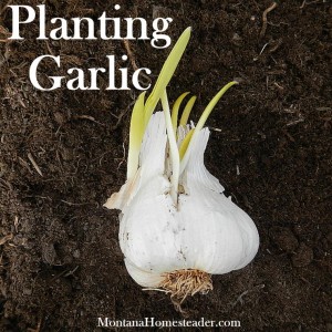 How to plant garlic in your vegetable garden How to plant garlic in your vegetable garden