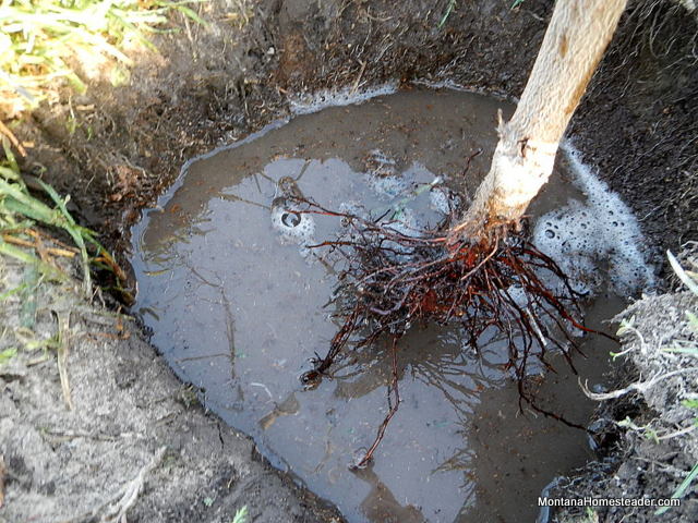 how big to dig the hole when planting a plum fruit tree how big to dig the hole when planting a plum fruit tree