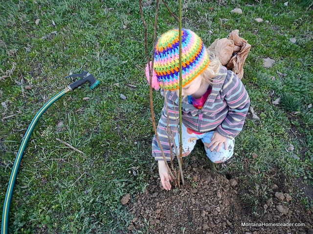 planting plum trees in a small orchard planting plum trees in a small orchard