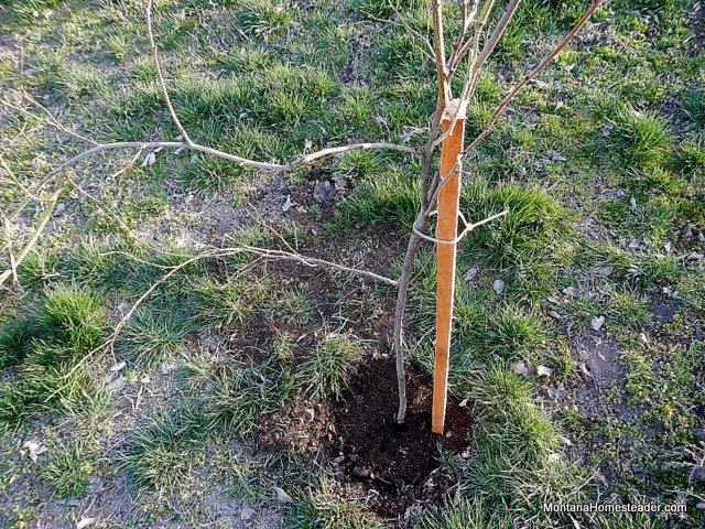 how to stake a fruit tree for little to no cost how to stake a fruit tree for little to no cost