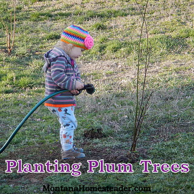 Planting Plum Trees
