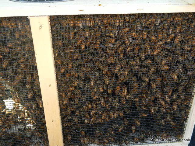 thousands of honeybees buzzing on arrival of Bee Day at Fort Missoula Montana