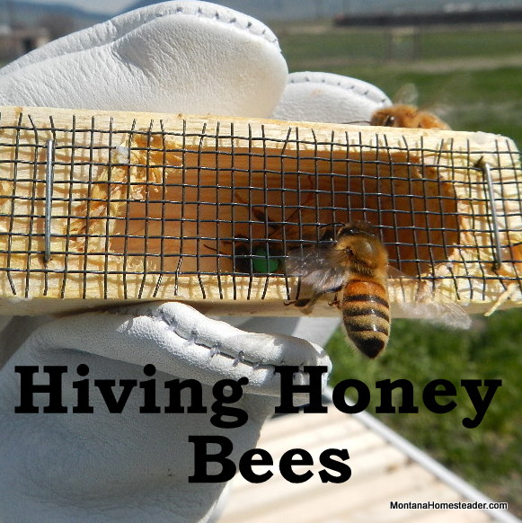 hiving honey bees