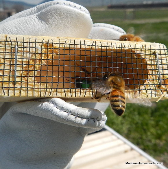 How to install a new package of bees in a bee hive hiving bees queen cage beginner beekeeper beekeeping