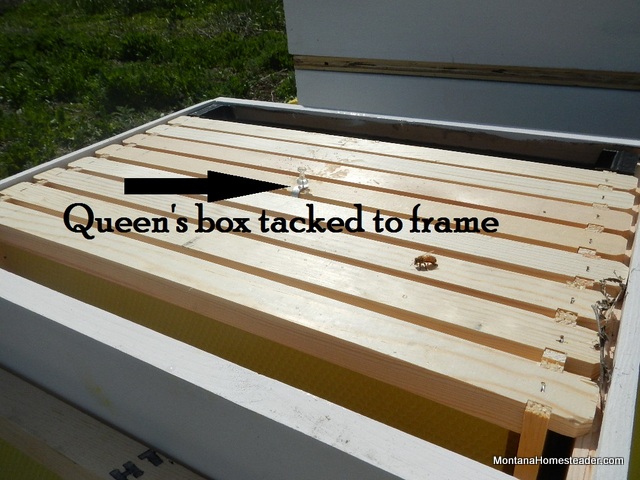 how to gently hive your new colony of bees