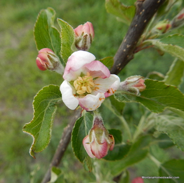 pink apple flower blossom in Montana spring