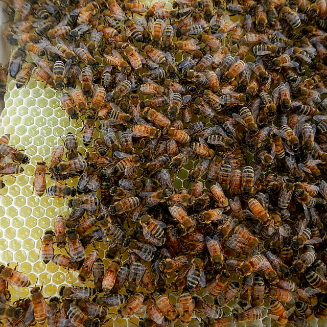 swarms of honey bees in a bee hive