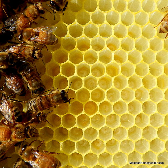 larva in a honey bee hive