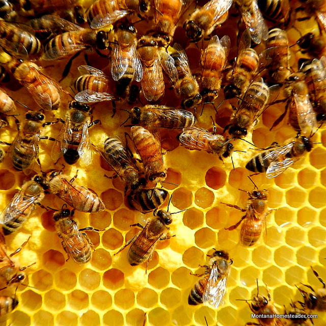 honey bees capping larva in a hive