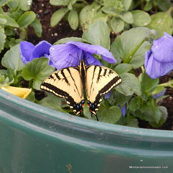 swallowtail butterfly on flower in montana