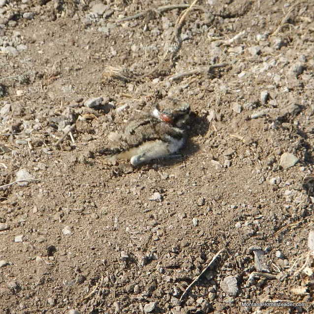 baby killdeer bird in Montana