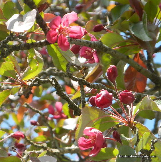 hot pink crab apple blossom in Montana spring