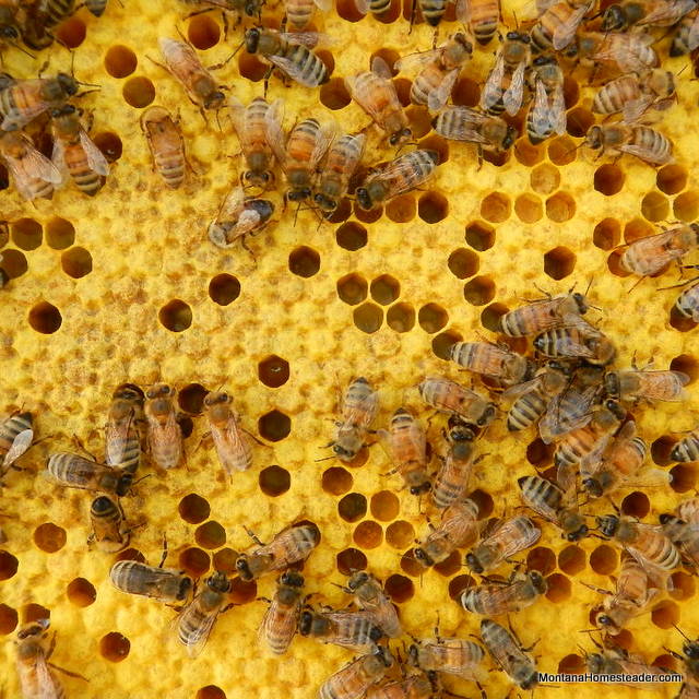 picture of honey bees capping brood in the bee box