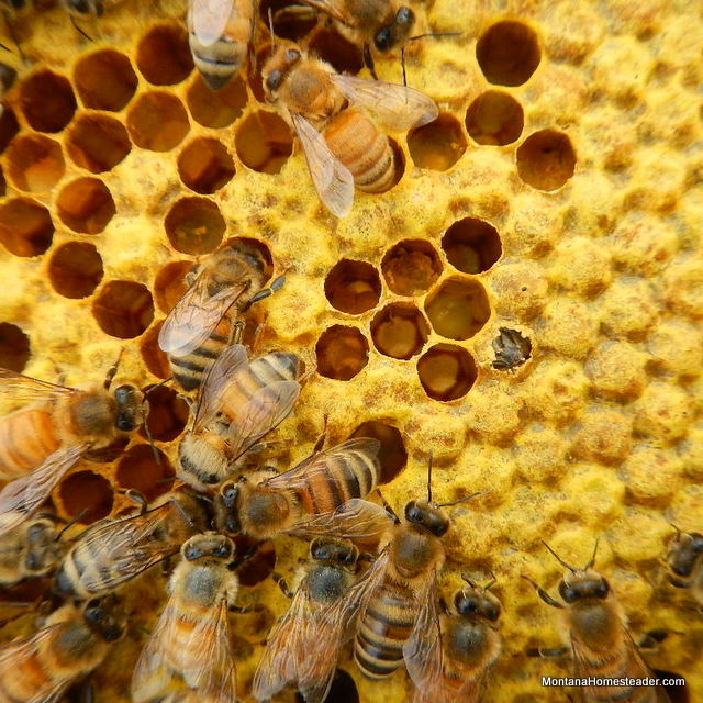 new honey bee emerging from capped brood in bee hive