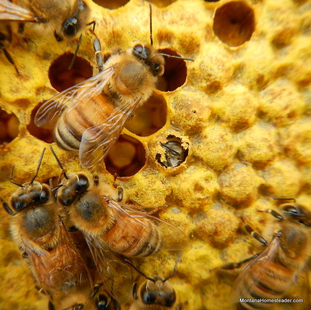 picture of a new honey bee emerging from comb