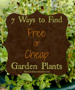 7 ways to find free or cheap garden plants |Montana Homesteader