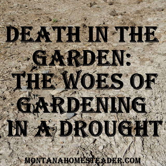 Death in the Garden and the Woes of Gardening in a Drought