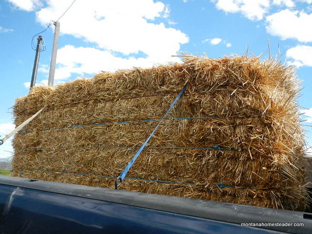 Using a large straw bale to mulch a garden during a drought