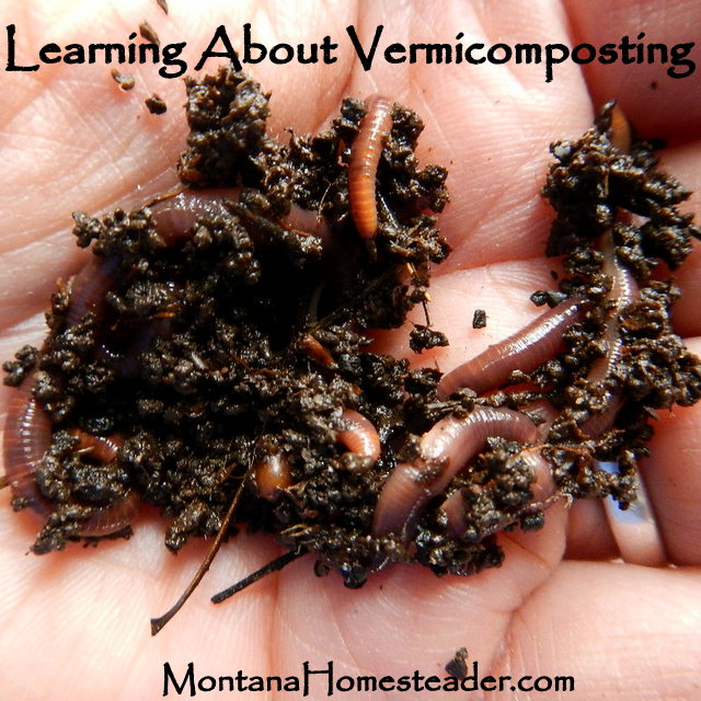 Learning about Vermicomposting and Raising Red Wiggler Worms