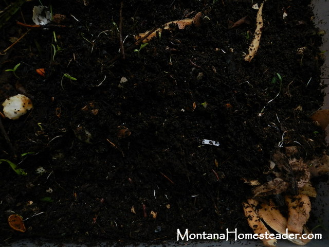 Using Red Wigglers worms to compost food scraps