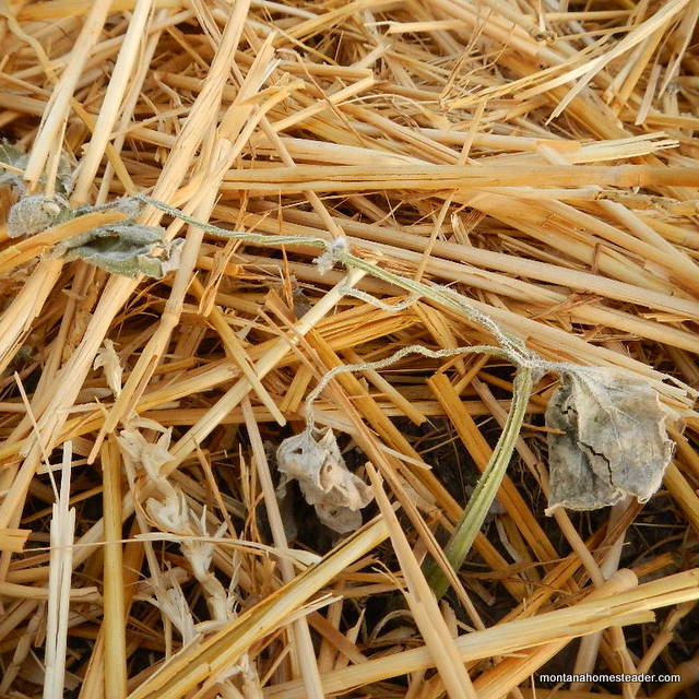Plants dying in vegetable garden during a drought
