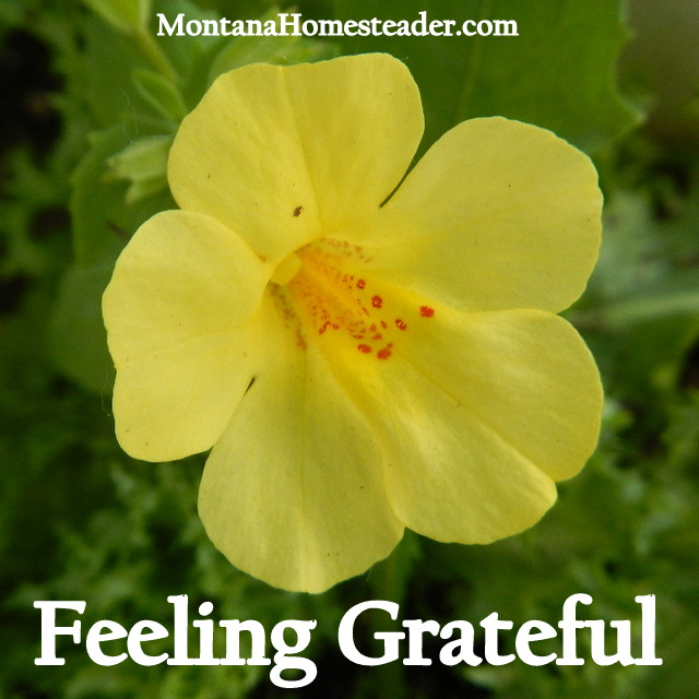 Feeling Grateful and Thank You