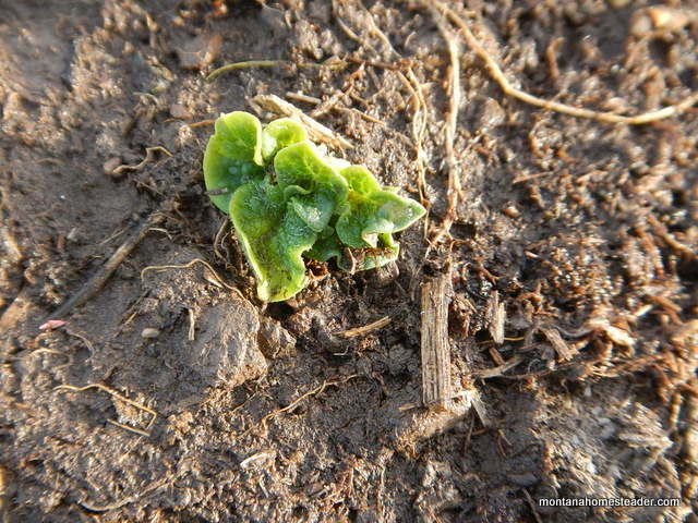 growing potatoes in hills in montana