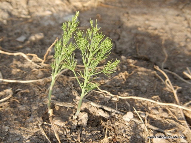 growing asparagus in the garden in montana