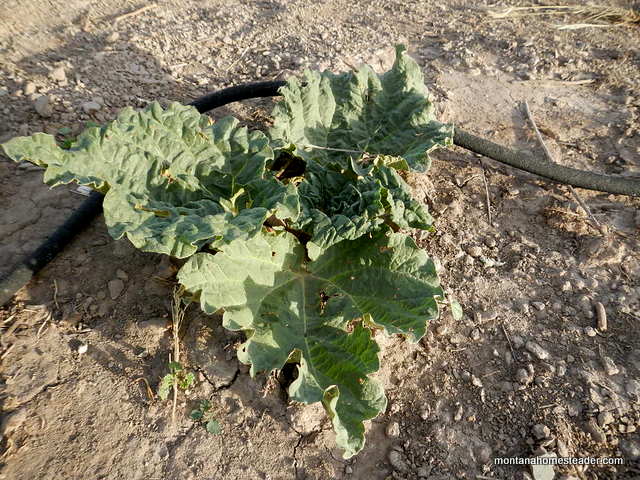 growing a hearty rhubarb plant in montana