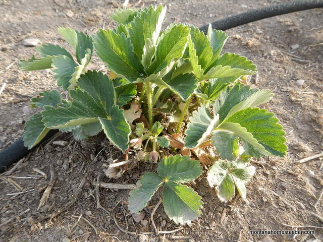 growing strawberry plants in the garden