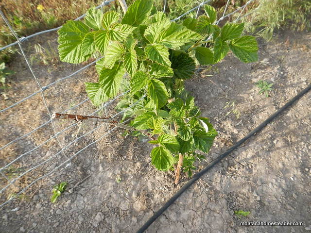 growing raspberry canes in the organic garden