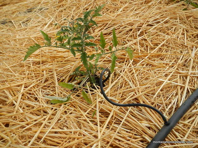 growing heirloom tomato plants in the organic garden in montana