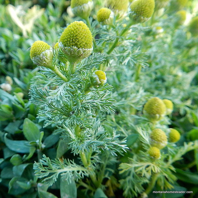 Foraging for Pineapple Weed or Wild Chamomile to make herbal tea