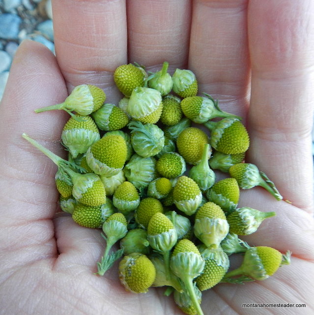Foraging for edible Pineapple Weed to make homemade herbal tea