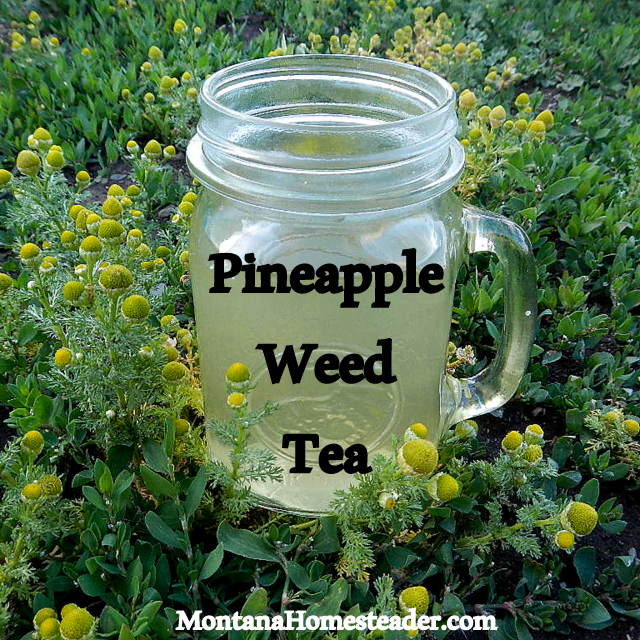 How to make foraged pineapple weed herbal tea
