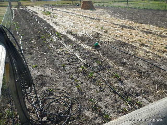 Growing a 7000 square foot organic garden on our homestead to feed our family for a year