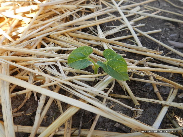 growing pole green beans in the organic garden in montana